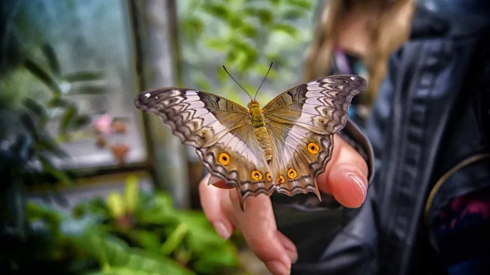 Butterfly Garden - Image 1
