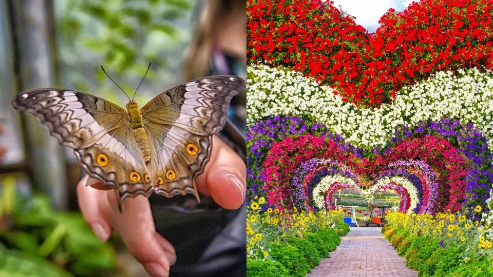 Miracle Garden + Butterfly Garden &#8211; Combo - Image 1